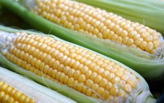 에버코지 국내산 생 초당옥수수 최상품 : 파란여우몰