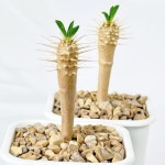 미니 귈라우미니아나 희귀 아프리카 코덱스 괴근 다육식물 선인장 키우기 : 아프리카식물-사바나농장