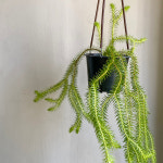 석송 스퀘어로사 2종 : 손수레 식물가게