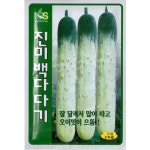 G 오이 진미백다다기 씨앗 50립 : 티티산업