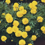 (이쁜씨앗)메리골드 수퍼보이 옐로 1000s  (1000립) : 티티산업