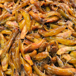 자연나라 국산 자연산 민물고기 퉁가리 500g 손질 급냉 민물매운탕 어죽 보양식 재료 : 자연나라다슬기