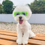 댕댕스 네모 안경 강아지 선글라스 : 댕댕스