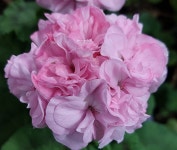 벚꽃연서썬 : 썬갤러리농원