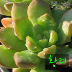 [허브여울다육] 황려 (황후 명월) 지름 9cm 소품 다육화분 (좋은 흙만 사용) : 허브여울