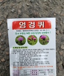엉겅키종자 약100립 : 두레농약종묘센터
