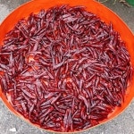 김장비닐 : 합포상회