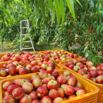 신비복숭아철 신비복숭아농장 청도 복숭아제철 천도 : 하보스몰