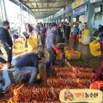 영덕농수산 수율보장제 제철 영덕 박달 홍게 활홍게 대게 연지 3kg : 영덕농수산