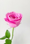 장미 꽃 한송이 올포러브 생화 배송 온라인꽃도매 : 아킴스페이스