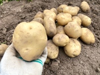 국산 햇감자 수미 감자 1.5kg 3kg 5kg 산지직송 수확 왕 특 대 중 : 덕진푸드