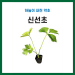 신선초 모종 20개 하늘이 내린약초 : 중앙종묘농약사