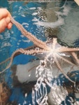 남해바다 해녀가 돌틈에서 잡은 자연산 돌낙지!(산낙지) 산소포장으로 살아서 집 앞까지 배송! : 보물섬해녀언니