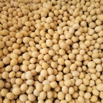 콩물 콩국 백태 서리태 경남진주 정성콩물 100% 국산 300ml 450ml 1L 당일생산 : 진주시장