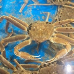 러시아 박달대게 활대게 생물 대게 3kg : 싱싱햇