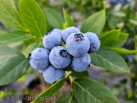 정읍 삼순이네 생블루베리  2kg : 정읍 삼순이네 블루베리