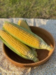 [초달당] 제주애월 산지직송 진짜 초당옥수수 : 러브바니