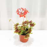 갑조네 벤쿠버 제라늄  단풍 제라늄 벌레퇴치 모기기피식물 공기정화식물 : 갑조네