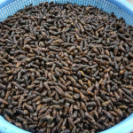 자연나라 국산 자연산 영월 동강 깐다슬기 400g 토종 올갱이 다슬기살 : 자연나라다슬기