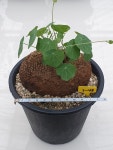 스테파니아 세파란타 대품 A0612 : 에이플랜트