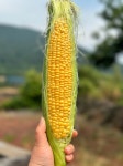  제철한정! 산지직송 제주초당옥수수 특품 15cm이상 , 당일수확후 무료배송 : 다희 농원