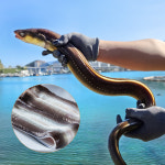 통영 바다장어 1KG 손질후 800g 아나고 아나고회 붕장어 장어구이 손질장어 : 두결수산