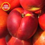 담담 천도복숭아 & 썬프레 오월도 고당도 과일 딱딱이 복숭아 : 담담:담고담다