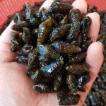 자연나라 국산 자연산 깐다슬기 생다슬기 올갱이 : 자연나라다슬기