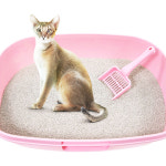아라비까아모레 | 아모래파티 고양이 벤토나이트 모래 10L x 2 먼지없는 사막화 방지 제오라이트 모레 : 온리웰