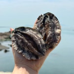 완도 활전복 특특대 선물용 1kg 6미 생산자직송 당일작업 집들이 캠핑 전복회 : 완도남매수산