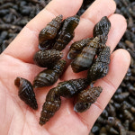 자연나라 국산 자연산 영월 동강 깐다슬기 400g 토종 올갱이 다슬기살 : 자연나라다슬기