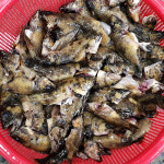 국내산 토종 민물고기 꺽지 500g , 100%자연산 민물매운탕 어탕 어죽 : 자연나라다슬기