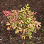 남천 나무 묘목 공기정화식물 옵세스드 포트묘 : 리서스좁