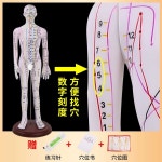 친구동인 경혈모형 경혈학 한의학 인체 해부 교육용 : 웅이네하우스