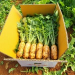 싱싱 초롱무 14kg 총각무 알타리  당일수확 출고 지호네농장 : 지호네농장