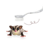 슈가 그루밍 브러쉬 13cm / 슈가글라이더 햄스터 고슴도치 마사지 용품 : 미니스토리펫