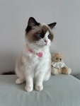 고양이 구슬 목걸이 인식표 반려견 강아지 목걸이 : 별맛정원