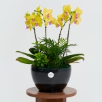 썬셋 클래식블랙 2호 서양난 전국 꽃배달 서비스 당일 개업 축하 화분배송 : 꽃집청년들