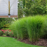 그라스 참억새 그린라이트 그라실리무스 5치화분 개화주 : 서진이네판매점
