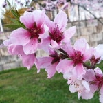 햇사레 복숭아 그린 황도 수황 2.5kg 맛있는 음성 GAP 복숭아 : 예서농장