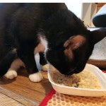 고양이 영양 간식 삼계탕 해신탕 1p : 진스컴퍼니99