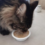 고양이 영양 간식 삼계탕 해신탕 1p : 진스컴퍼니99