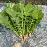 동두천 아삭이 열무 얼갈이 세트 2kg 4kg : 가마소 농부