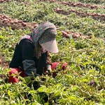 남해 내산 홍감자 자색감자 빨간감자 카스테라 2kg 3kg 5kg : 친환경 농산물 다온팜