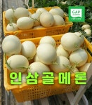 [GAP]고당도 홈런스타 멜론 메론 5kg 6kg 8kg 수신 하니원 머스크 : 인삼골메론농장
