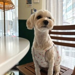 (국내제작)멈무이 빈티지 잔꽃 나시티 강아지여름옷 애견나시 빈티지 : mummui