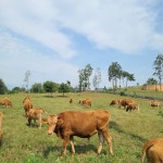다움농장 목초한우 타임특가 부위별200g grassfed 목초육 목초소고기 그래스페드 그래스패드 한우 소고기 이유식 : 그래스페드 마켓