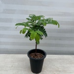 타마린드 중품 잠자는 식물 외목대 키우기쉬운 실내공기정화식물 과실수 인테리어 : 다은꽃농원