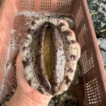 완도 활전복 특대 선물용 3kg 24마리 내외 생산자직송 당일작업 이바지 집들이 명절선물 : 완도남매수산