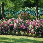 루비아나벨수국 30호 대품 개화주 미국수국 전국노지 월동개화 : 생명나무 농장